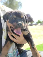 Yellow, a female Rottweiler for sale in Vacaville, CA – 2 of 4