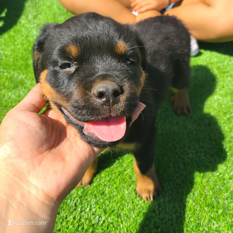 Aqua – Rottweiler puppy for sale in Vacaville, CA