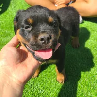 Aqua, a female Rottweiler for sale in Vacaville, CA – 1 of 3