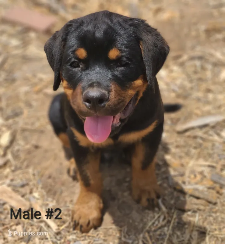 Purple - Male – Rottweiler puppy for sale in Vacaville, CA