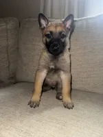 Stella, a female Belgian Malinois and Dutch Shepherd for sale in Chester, SC – 1 of 1