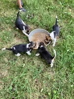 Male 1, a male Beagle for sale in Elwood, IN – 3 of 3