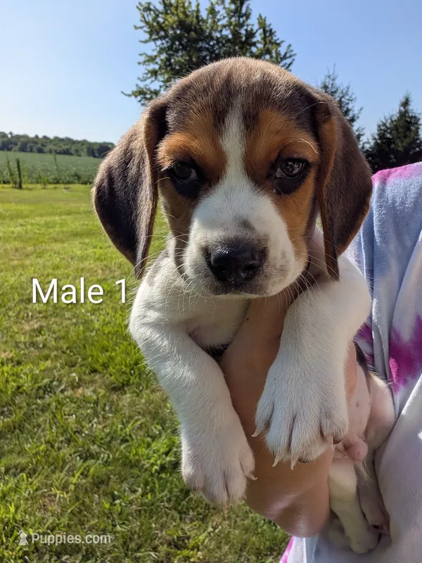 Male 1 – Beagle puppy for sale in Elwood, IN