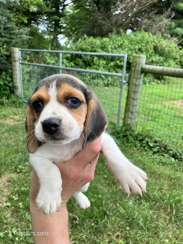 Male 1 – Beagle puppy for sale in Elwood, IN