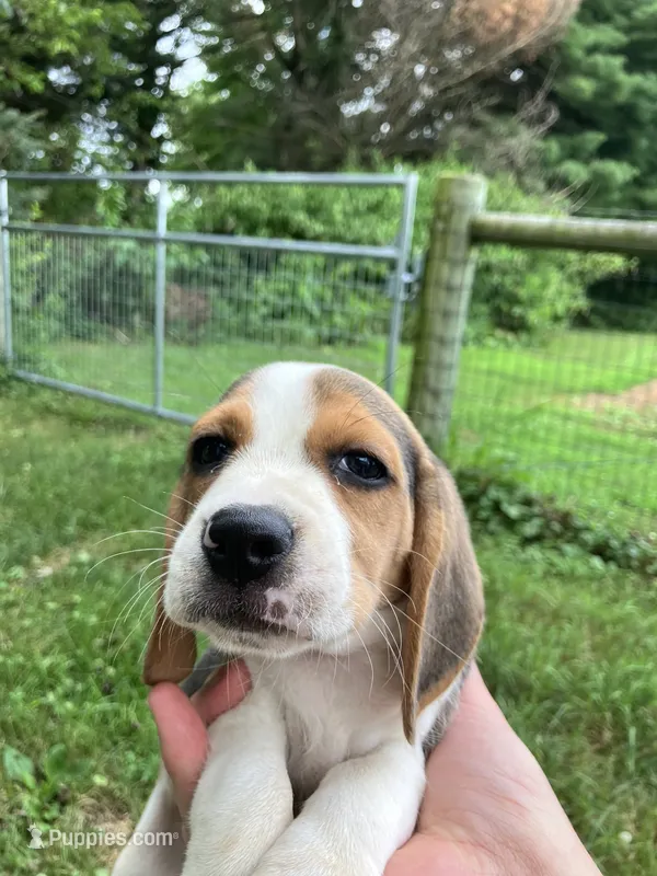Female 1 – Beagle puppy for sale in Elwood, IN