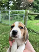 Female 1, a female Beagle for sale in Elwood, IN – 1 of 2