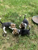 Male 2, a male Beagle for sale in Elwood, IN – 2 of 3