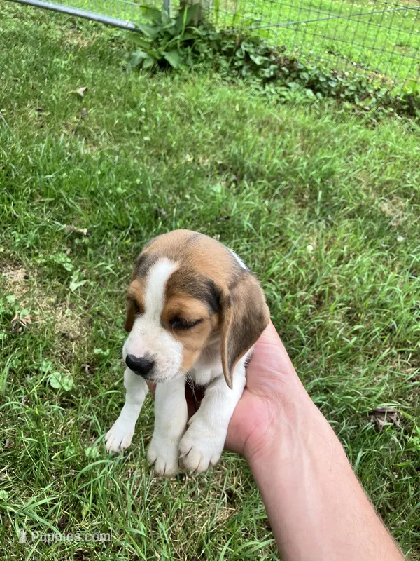 Male 2 – Beagle puppy for sale in Elwood, IN