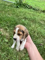 Male 2, a male Beagle for sale in Elwood, IN – 1 of 3