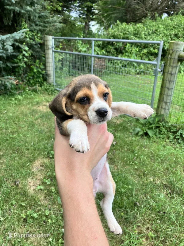Female 2 – Beagle puppy for sale in Elwood, IN