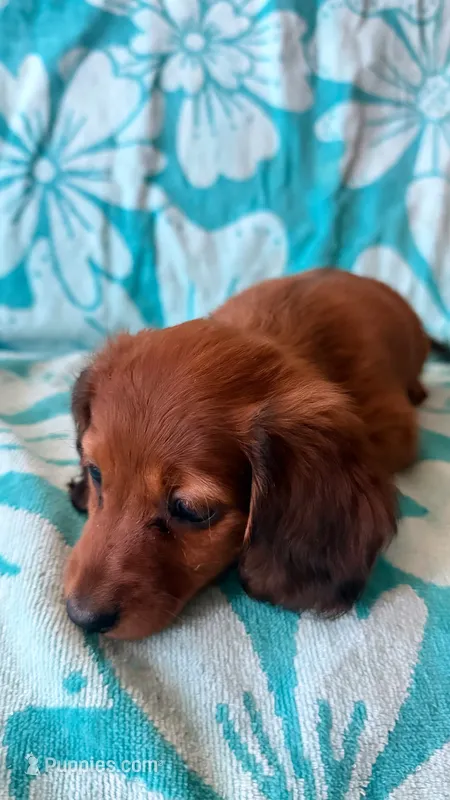 Jelly bean – Miniature Dachshund puppy for sale in Goodyear, AZ