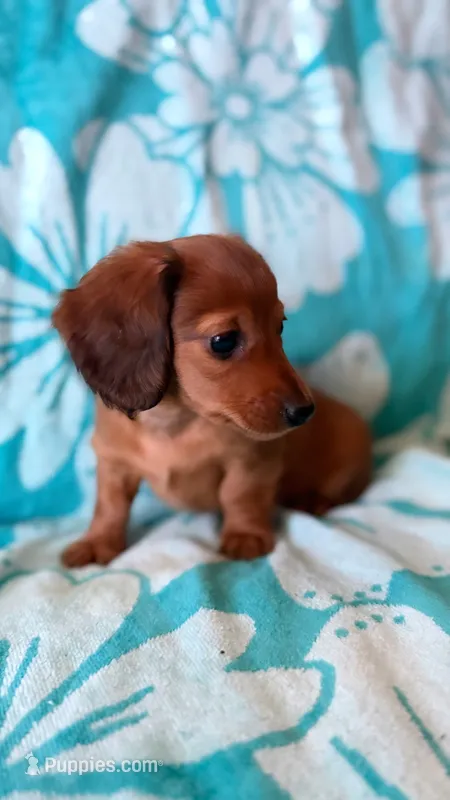 Pablo  – Miniature Dachshund puppy for sale in Goodyear, AZ