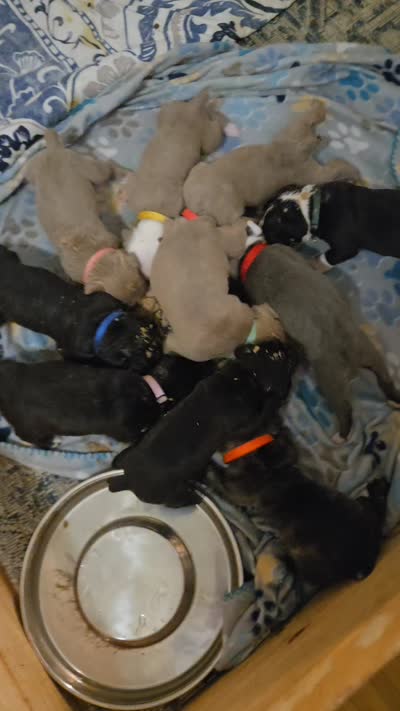Facility video