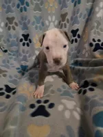 Buster, a male American Pit Bull Terrier and Cane Corso for sale in Euless, TX – 2 of 2