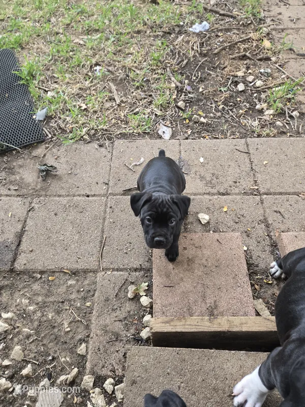Roxanne – American Pit Bull Terrier, Cane Corso puppy for sale in Euless, TX