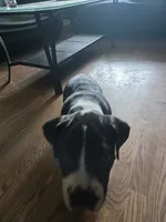 Stripe, a male American Pit Bull Terrier and Cane Corso for sale in Euless, TX – 2 of 6