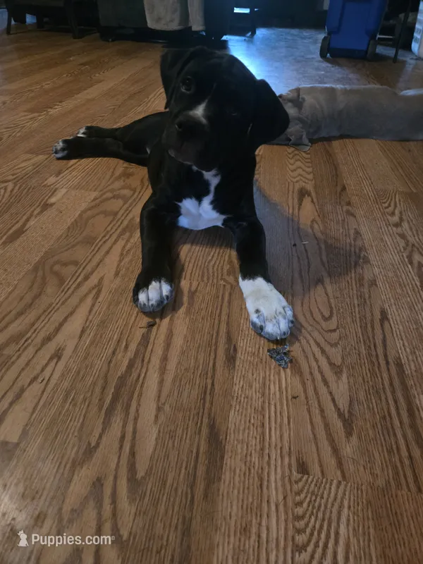 Evangeline – American Pit Bull Terrier, Cane Corso puppy for sale in Euless, TX