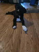 Possum, a female American Pit Bull Terrier and Cane Corso for sale in Euless, TX – 1 of 6