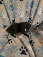 Evangeline, a female American Pit Bull Terrier and Cane Corso for sale in Euless, TX – 1 of 3