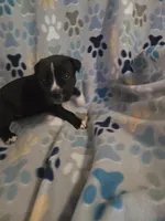 Stripe, a male American Pit Bull Terrier and Cane Corso for sale in Euless, TX – 2 of 3