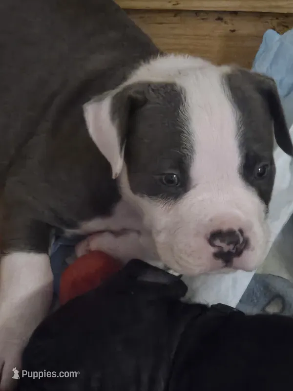 Guinea  – American Pit Bull Terrier, Cane Corso puppy for sale in Euless, TX