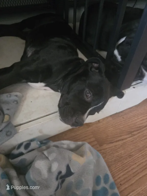 Evangeline – American Pit Bull Terrier, Cane Corso puppy for sale in Euless, TX