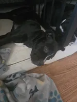Evangeline, a female American Pit Bull Terrier and Cane Corso for sale in Euless, TX – 1 of 4