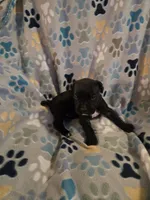 Charles, a male American Pit Bull Terrier and Cane Corso for sale in Euless, TX – 2 of 3