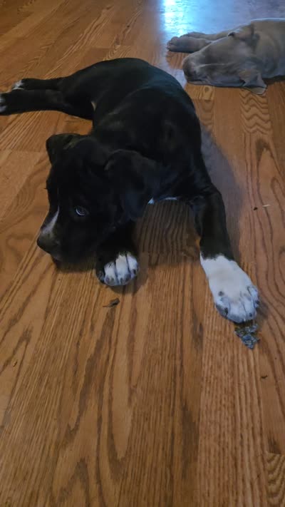 Possum, a female American Pit Bull Terrier and Cane Corso for sale in Euless, TX – 6 of 6