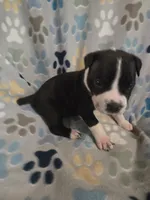 Stripe, a male American Pit Bull Terrier and Cane Corso for sale in Euless, TX – 1 of 3