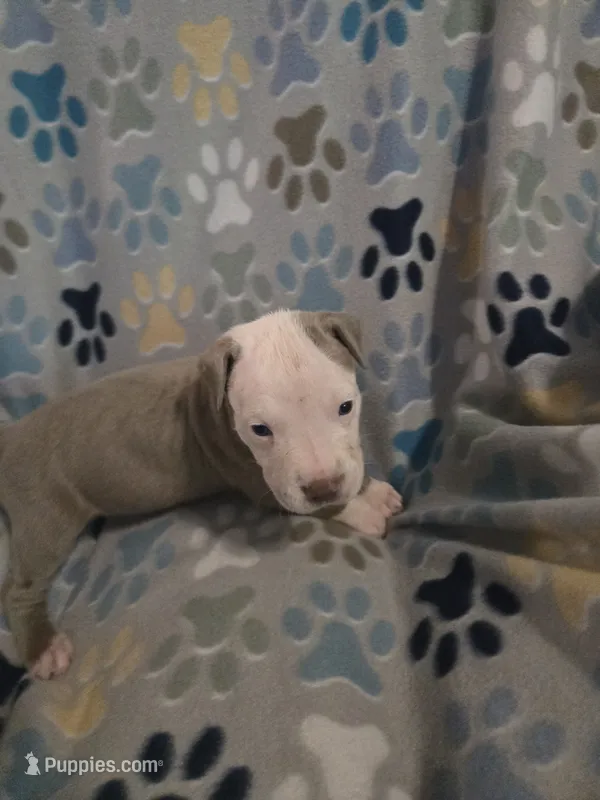 Buster – American Pit Bull Terrier, Cane Corso puppy for sale in Euless, TX