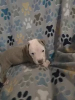 Buster, a male American Pit Bull Terrier and Cane Corso for sale in Euless, TX – 1 of 2