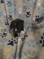 Evangeline, a female American Pit Bull Terrier and Cane Corso for sale in Euless, TX – 3 of 3