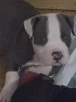 Guinea , a male American Pit Bull Terrier and Cane Corso for sale in Euless, TX – 2 of 3