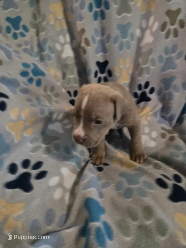 Bailey – American Pit Bull Terrier, Cane Corso puppy for sale in Euless, TX