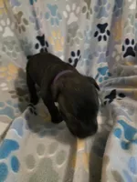 Roxanne, a female American Pit Bull Terrier and Cane Corso for sale in Euless, TX – 2 of 3