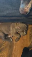Bailey, a female American Pit Bull Terrier and Cane Corso for sale in Euless, TX – 3 of 7