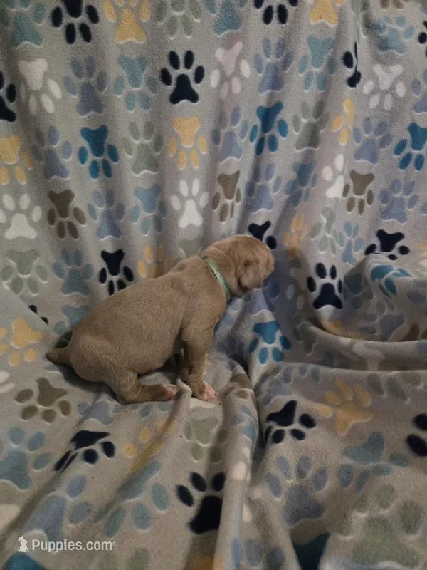 Beetle – American Pit Bull Terrier, Cane Corso puppy for sale in Euless, TX