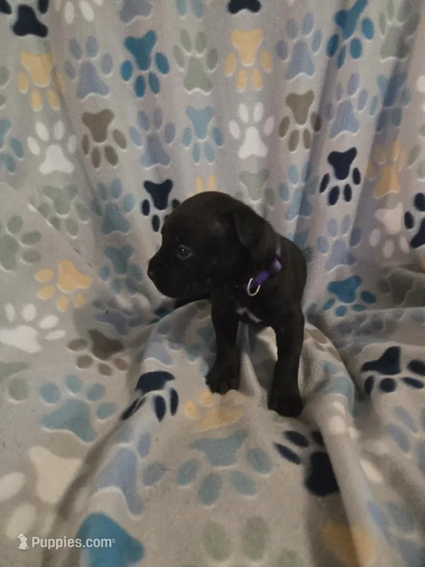Roxanne – American Pit Bull Terrier, Cane Corso puppy for sale in Euless, TX