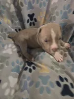 Star, a female American Pit Bull Terrier and Cane Corso for sale in Euless, TX – 3 of 3