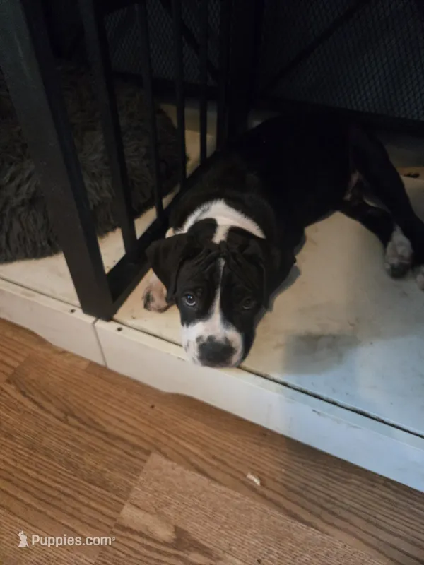 Stripe – American Pit Bull Terrier, Cane Corso puppy for sale in Euless, TX