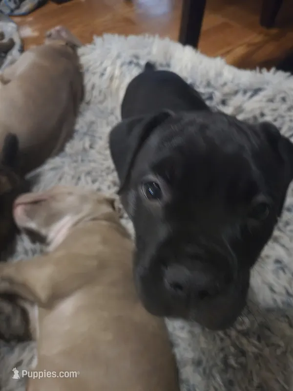 Charles – American Pit Bull Terrier, Cane Corso puppy for sale in Euless, TX