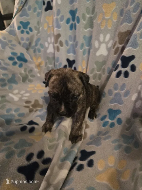 Ricco – American Pit Bull Terrier, Cane Corso puppy for sale in Euless, TX