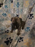 Ricco, a male American Pit Bull Terrier and Cane Corso for sale in Euless, TX – 1 of 4