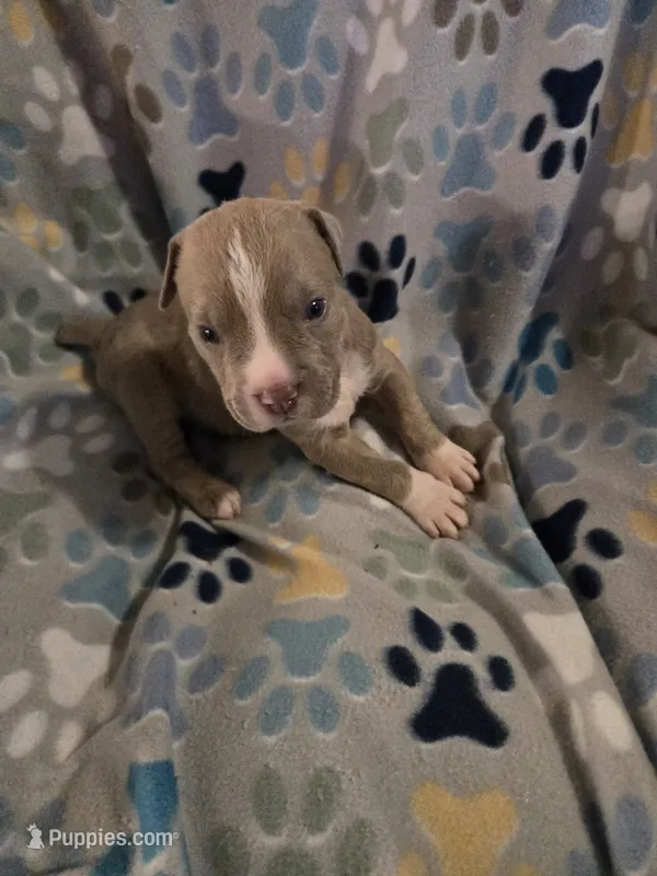 Star – American Pit Bull Terrier, Cane Corso puppy for sale in Euless, TX