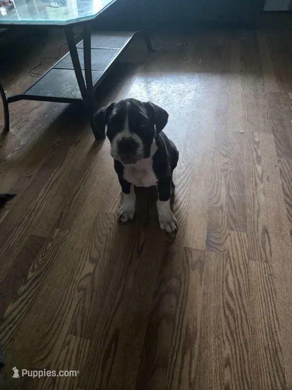 Stripe – American Pit Bull Terrier, Cane Corso puppy for sale in Euless, TX