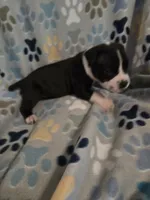 Stripe, a male American Pit Bull Terrier and Cane Corso for sale in Euless, TX – 3 of 3