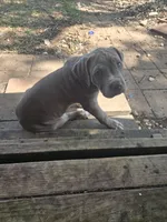 Beetle, a male American Pit Bull Terrier and Cane Corso for sale in Euless, TX – 2 of 2