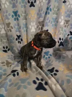 Ricco, a male American Pit Bull Terrier and Cane Corso for sale in Euless, TX – 4 of 4