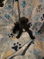 Charles, a male American Pit Bull Terrier and Cane Corso for sale in Euless, TX – 3 of 3